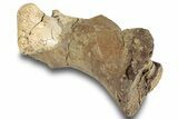 Dinosaur (Triceratops) Metatarsal (Foot Bone) - Montana #245949-2